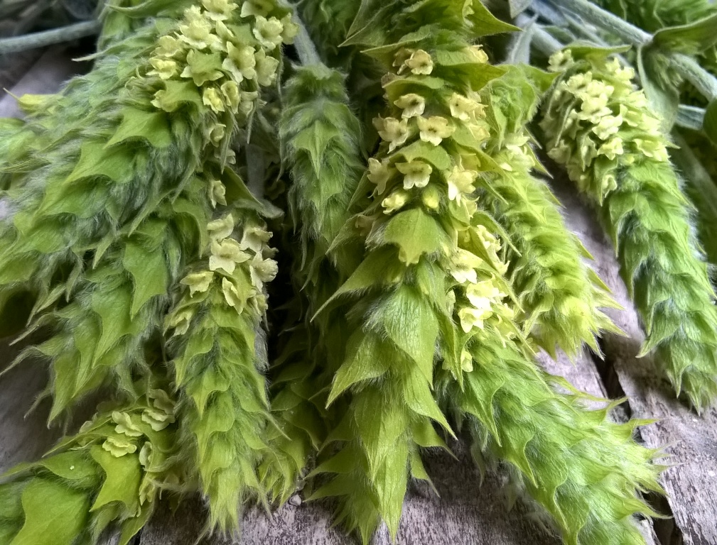 Griechischer_Bergtee_Bio Griechischer Bergtee BIO, Bündel